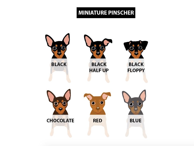 Miniature Pinscher US City Art Print: Travel Illustration - Image 3